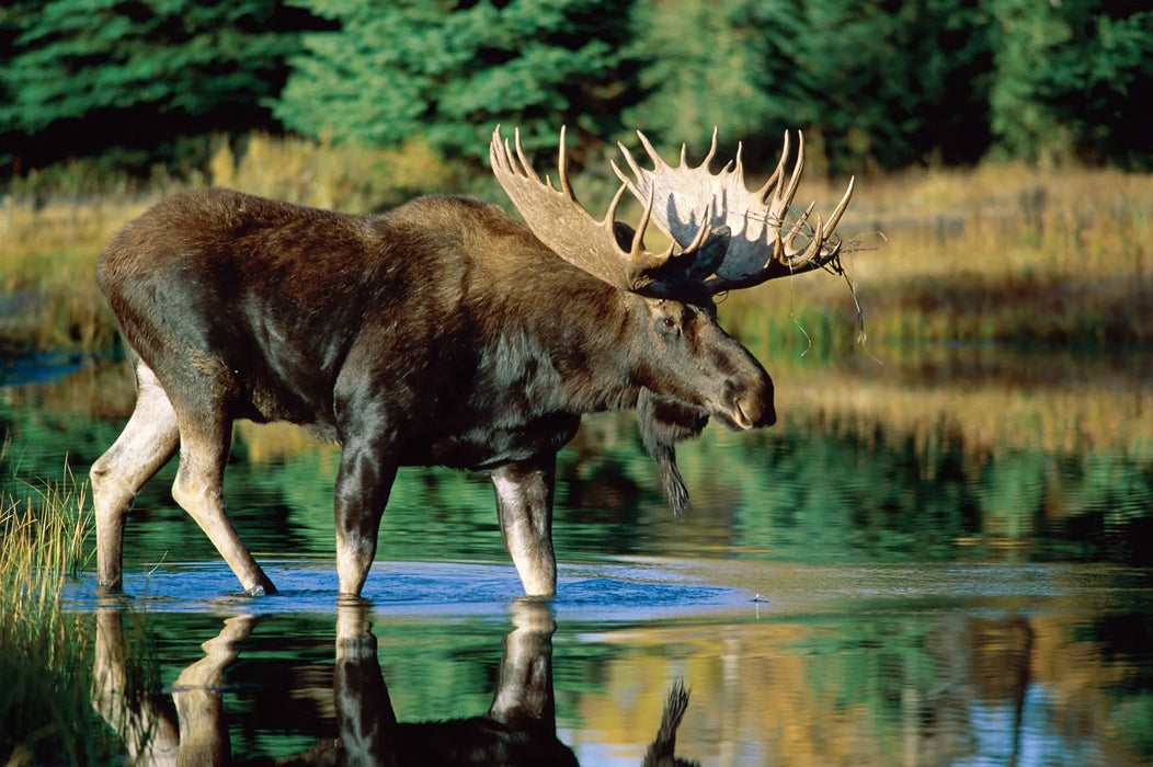 bull-moose-waterwebp