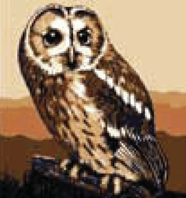 Tapestry Kit: Brown Owl